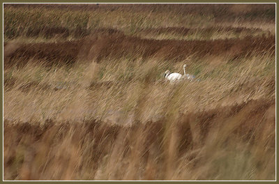 Wind and Trumpeters in the Long Grass-Shirley