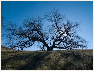 Tree --- OaklandWoody