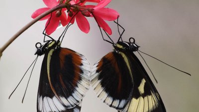 4th - + 2 butterflies - brent