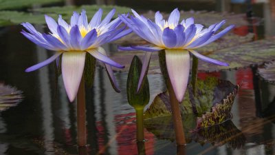 water lillies - brent