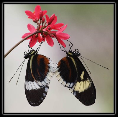 2 butterflies.jpg