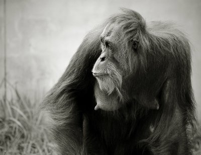 Orangutan - Bennet
