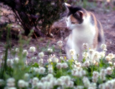 Molly cat flowers - catman