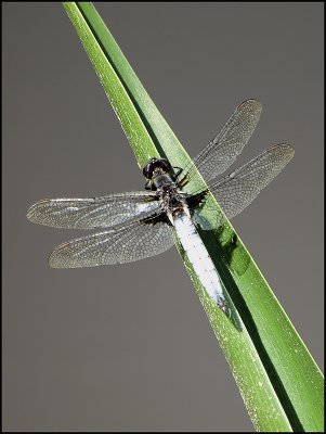 whitetail dragonfly (libelulla lydia) - brenda