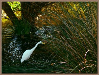 White in the reeds by Carlo