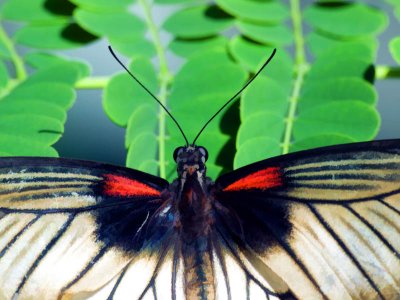 Butterfly Portrait - Gary