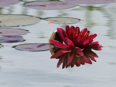 red is for floating blossoms, love and blood - brenda