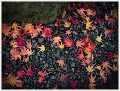 Fall in the Garden --- OaklandWoody