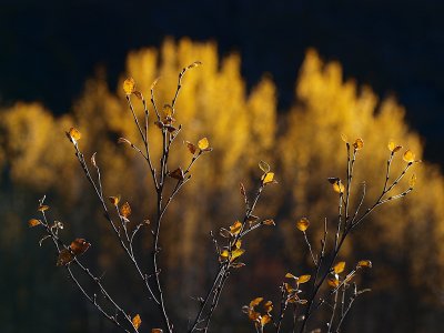Colour of fall: Yellow - Kleivis