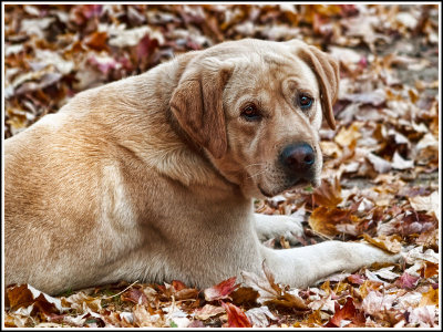 Fall Leaves=Good Bed!-Shirley