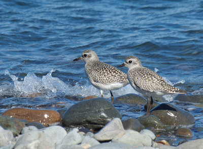 fall migrants fall to their meal on a falling tide - brenda