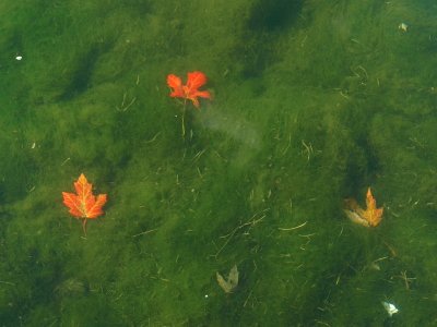 Leaves in a pond - FrankNG