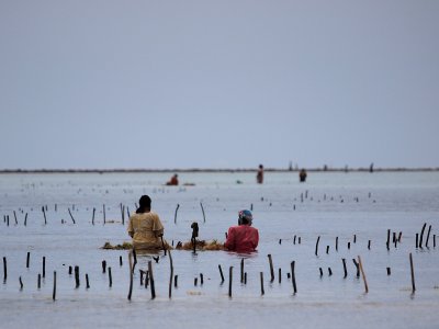 Women at work at low tide - kleivis