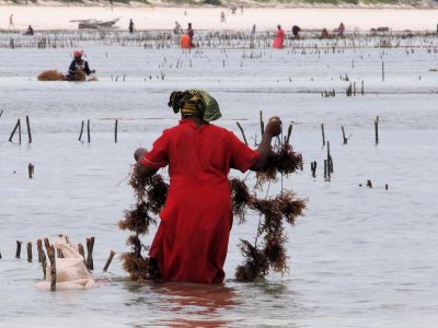 Working in the tide - kleivis