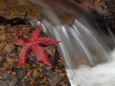 Leaf by Stream - Drummer