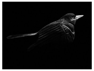 Blackbird in the dead of night - BarryRS