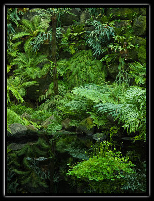 pond with ferns - brent