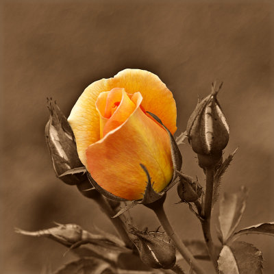 Yellow rose by Dennis