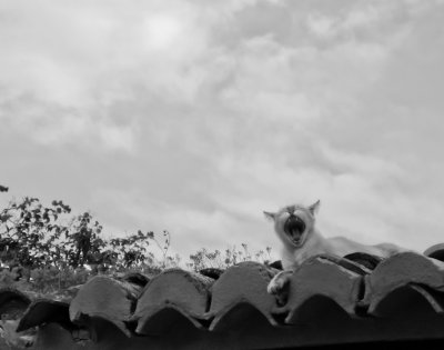 Cat on a Hot Clay Roof - Brad
