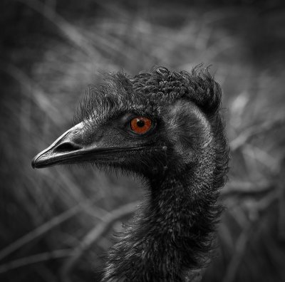 1st place (tie)- The emu eye by Dennis