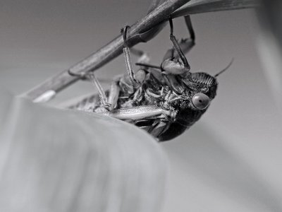 Cicada - Drummer