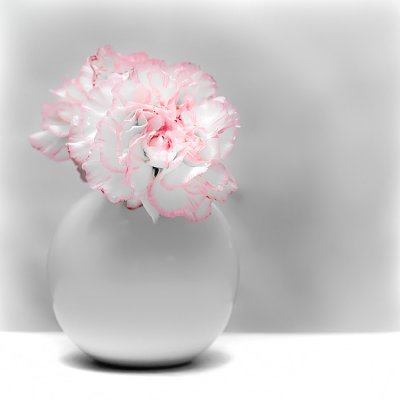 Pink Carnations-Shirley