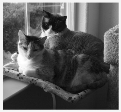 Window cats - Catman