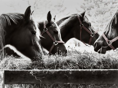 Ladies out for Lunch-Shirley