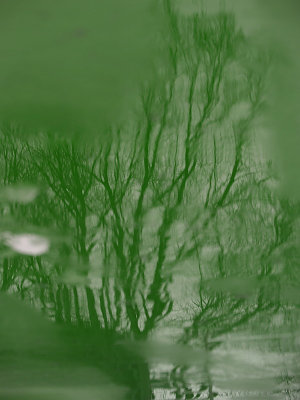 Trees and snowmelt -ArtP