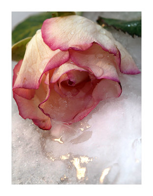 Winter Rose - Colin