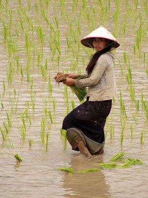 Work in a ricefield by Geophoto