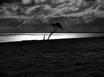 Tree over bay by Dennis
