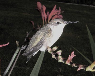 lonely hummingbird - brenda