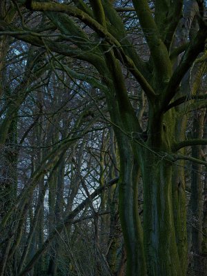 Through the Woods - Bruce Clarke