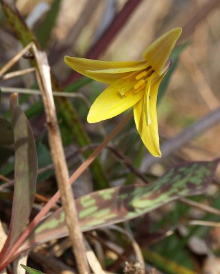 Beauty in the Woods - NRMacDonald