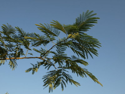 Tree branch - Juergen