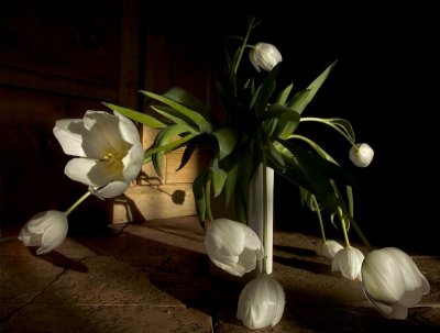 Killer Tulips by Jono