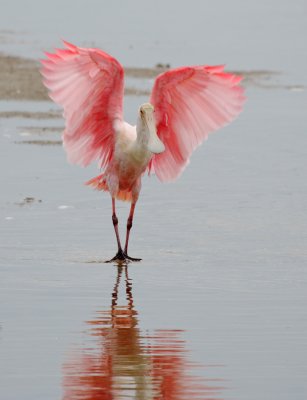 roseate spoonbill