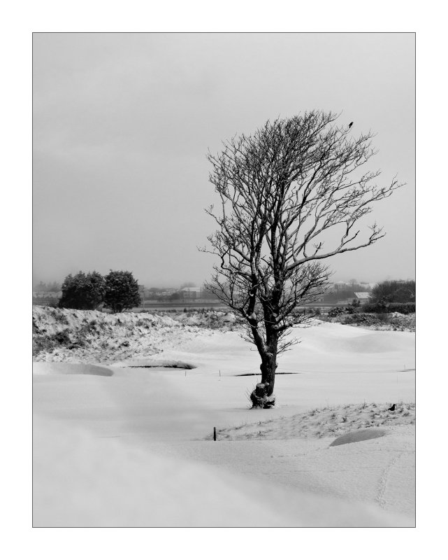 Tree.jpg