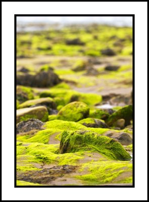 Seaweed .jpg