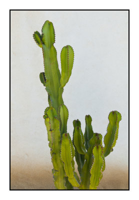 Cactus.jpg
