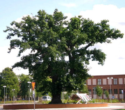         the oak