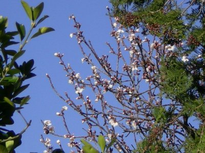 Almond flowers