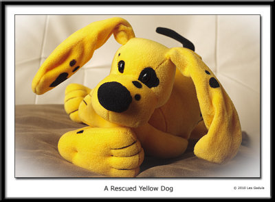 A Rescued Yellow Dog
