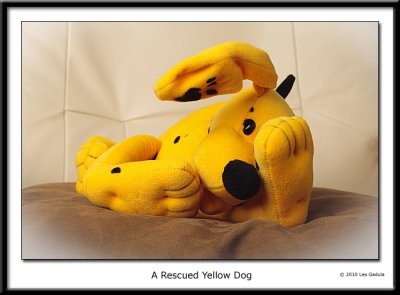 A Rescued Yellow Dog
