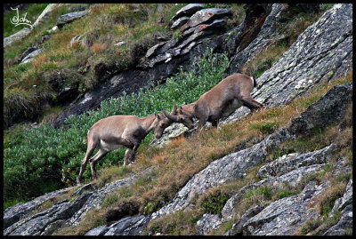 Wild Alp goats