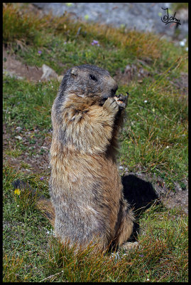 Alpine marmot standing tall.jpg