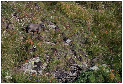 Alpine marmots