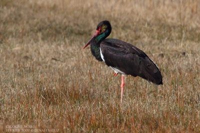 Cigogne noir - Black stork