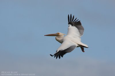 Plican blanc - White Pelican